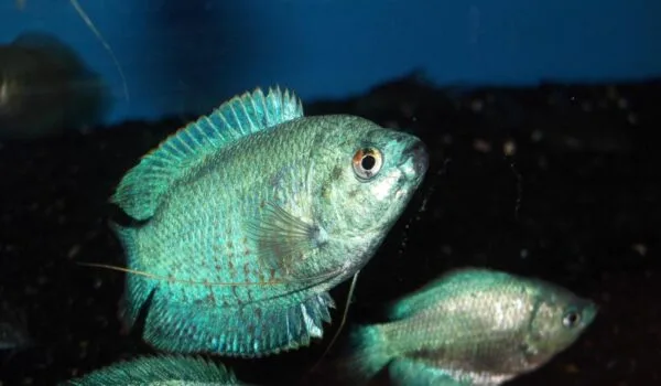 ماهی گورامی دارف