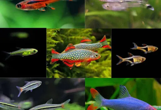 انواع ماهی رازبورا