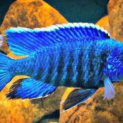 بهترین غذای ماهی سیچلاید