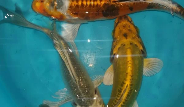 انواع ماهی کوی