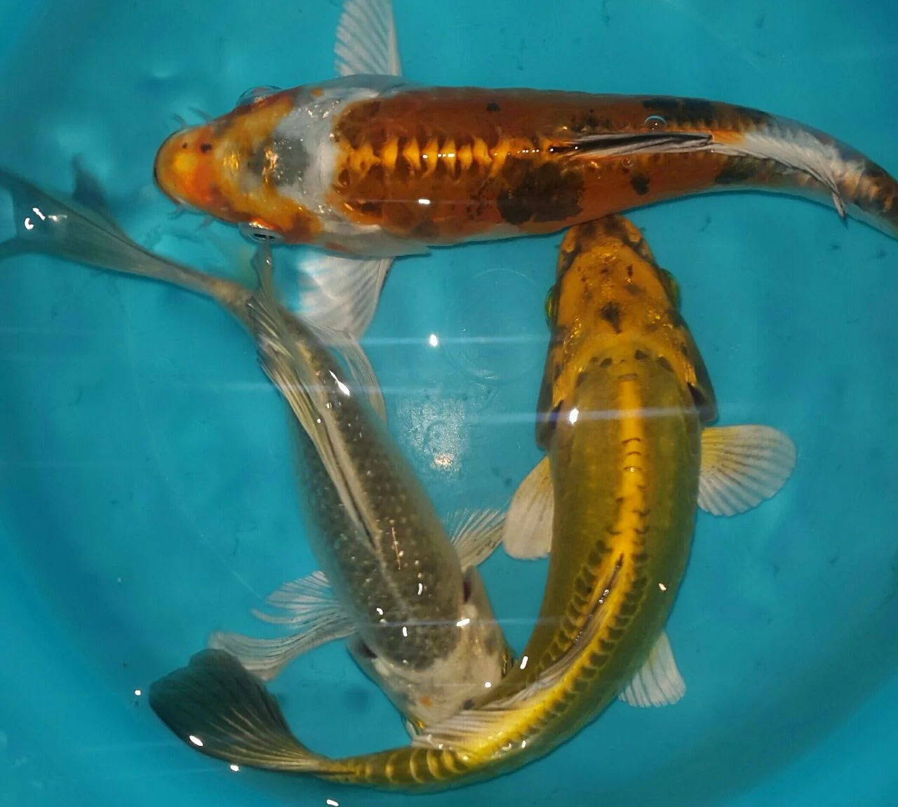 انواع ماهی کوی