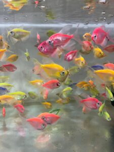 ماهی کالر فیش