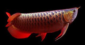 ماهی آروانا آسیایی قرمز