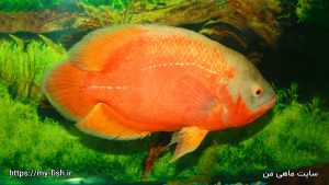 ماهی اسکار پرتقالی