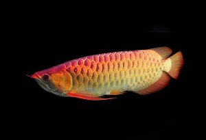 زیباترین ماهی های دنیا