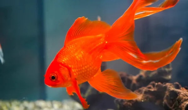 ماهی قرمز کی زایمان میکند