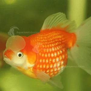 سازگاری ماهی گلدفیش