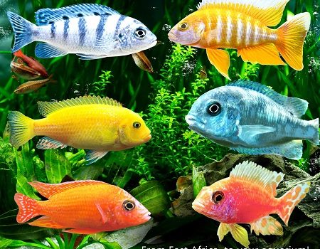 انواع ماهیان سیچلاید