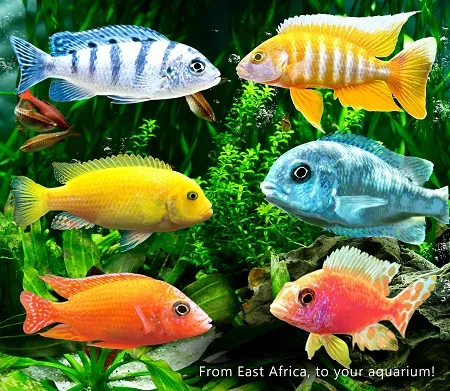 انواع ماهیان سیچلاید