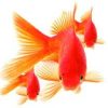 سازگاری ماهی فایتر با ماهی قرمز