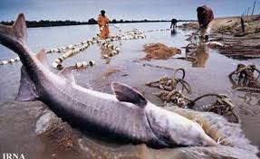 صید بزرگترین ماهی ایران