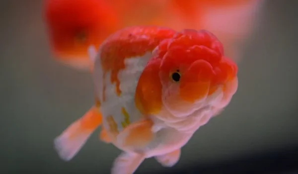 تشخیص جنسیت ماهی قرمز