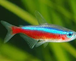 سازگاری ماهی گلدفیش با تترا نئون