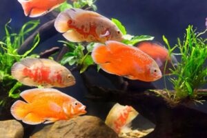 خرید غذای ماهی اسکار