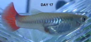 روز ۱۷ قبل از زایمان ماهی گوپی