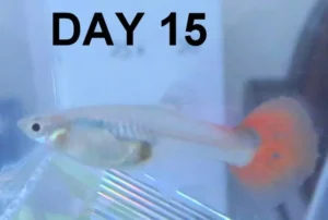 روز ۱۵ زایمان ماهی گوپی