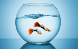 نگهداری بچه ماهی گوپی در تنگ