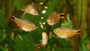 روزی چند بار به ماهی غذا بدهیم