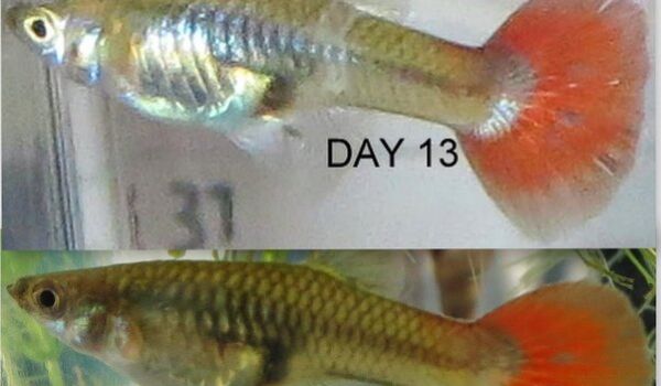 زمان زایمان ماهی گوپی با تصاویر روزانه