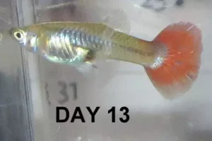 روز ۱۳ بارداری ماهی گوپی