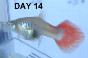 روز ۱۴ زایمان ماهی گوپی