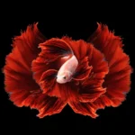 غذای ماهی فایتر
