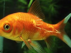 درمان بیماری باکتریایی ماهی آکواریومی