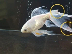 درمان خانگی دم خوره ماهی