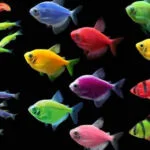 غذای ماهی کالر ویدو