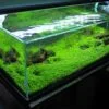 مراحل کاشت بذر چمن آکواریوم