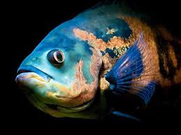ماهی اسکار سلطنتی