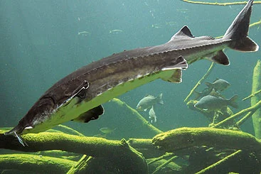 چرا ماهی اوزون برون حرام است