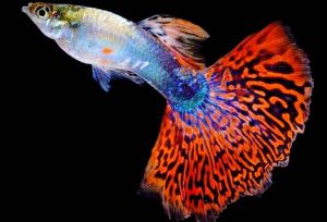 ماهی گوپی- زیباترین ماهی های آکواریومی