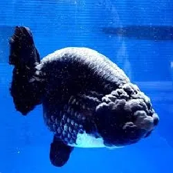 زیباترین ماهی گلدفیش